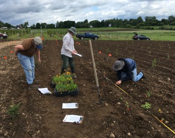 people in a field planting transplants