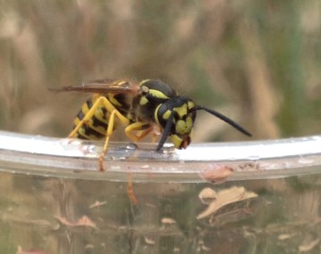 A yellowjacket on a cup with fruit punch residue.