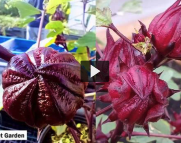 Sorrel plant up close