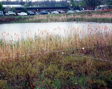 a grassy area near a pond with a wires
