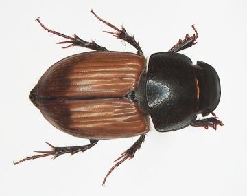 Visual Guide to Dung Beetles | Cornell IPM