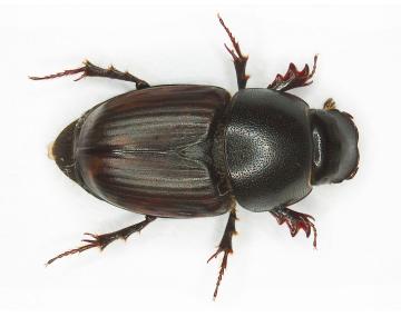 Visual Guide to Dung Beetles | CALS