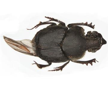Visual Guide to Dung Beetles | Cornell IPM