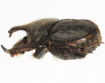 This is a side view of a dung beetle with a rough, dull, black head, pronotum, and wing casing (elytra). The pronotum has dense scattered tubercles which can be observed as small bumps covering the insect’s armor. The elytra also have these bumps which can be found with small white colored hairs. The scutellum is not visible. The male as pictured here has an overhanging horn-like projection that forms from the pronotum and extends over the head. The beetle is approximately 9mm in length.