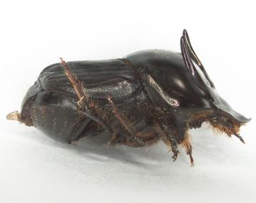 side view of a black scarab beetle with long horns