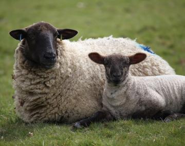 a ewe and lamb lie in the grass
