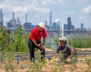 Two people examine a plot in an urban agriculture farm 
