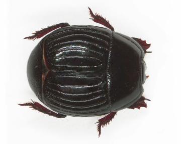 Visual Guide to Dung Beetles | Cornell IPM