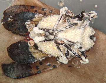A spotted lanternfly which is infected and killed by Beauveria bassiana. The insect is orientated with the abdomen facing the camera. Its head, abdomen, and legs are showing the growth of B. bassiana, which looks likepresents as a dense, white “powder” that covers the insect.