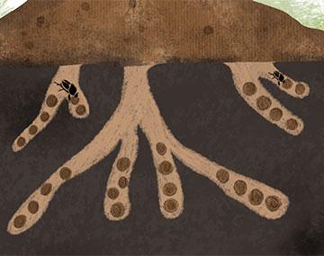 Visual Guide to Dung Beetles | Cornell IPM