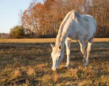 a horse grazes in a pasture
