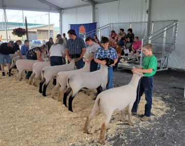 youth show sheep in a 4H show