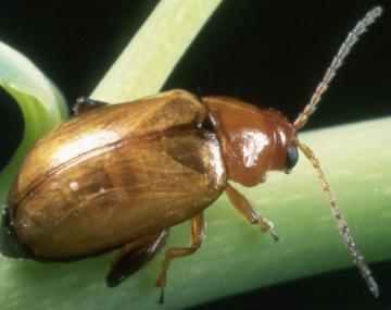 Aphthona nigriscutis flea beetle | Cornell IPM Biocontrol Fact Sheet