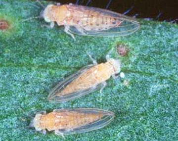 Close-up photo of three tan insects with clear wings on a green leaf.