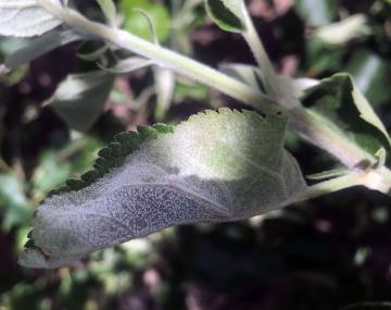 An apple leaf on a stem, folded inward, with white powdery fungal growth on the underside