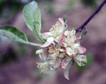 A cluster of apple blossoms, petals are distorted and twisted.