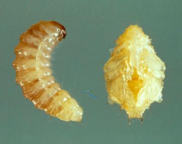 A close-up of a Plum curculio larva, showcasing its creamy white, C-shaped body with a distinct brownish head. Next to the larva is a  pupa, exhibiting a smooth, oval shape with a pale yellowish color. The pupa is segmenting showing where its features such as its legs will develop.