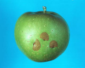 An apple showing three brown scars from surface feeding and oviposition wounds by overwintered Plum curculio beetles. Each scar is half-moon shaped, with a dark spot at the center of the flat edge, indicating damage to the fruit's surface. 