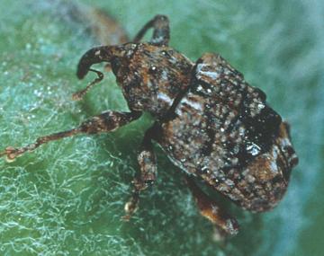 An adult plum curculio, shown as a typical weevil/snout beetle. Its body is reddish brown, gray, and black with lighter punctures along its wings. It has a long, dark rounded snout that extends from its head to the fruit below. 