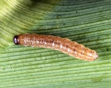 Brown caterpillar laid straight out on an unhusked ear of corn. The head capsule is a dark-brown/black and the body is completely bare. 