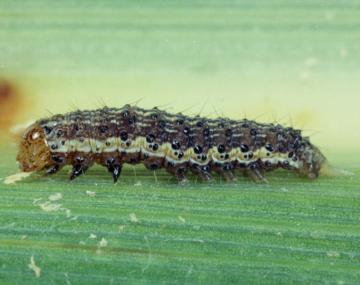 A caterpillar with a dark-brown body with a single bright green line laid straight out on an unhusked ear of corn. The head capsule is orange with numerous small microspines. 