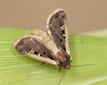 Brown moth on an unhusked ear of corn. The forwings have a white line along the leading edge as well as two spots directly below the white line. The first is in the shape of a circle, the second is U-shaped.