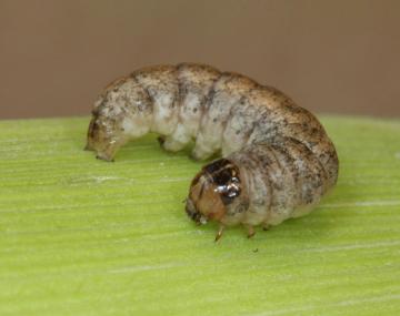 A mottled brown-and-white caterpillar on a corn husk curled into a ‘c’ shape. The head capsule is dark brown on top to lighter brown below towards the mouthpiece.