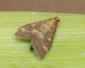 Brown caterpillar laid straight out on an un-husked ear of corn. The head capsule is a dark-brown/black and the body is completely bare. 