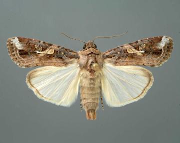 Brown moth with its wings spread on a grey background. The forwings have a white oval along the back of the  leading edge as well as two light-brown spots above the white line. The first is in the shape of a smeared-triangle, the second is a circle.