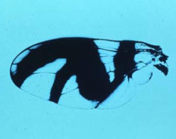 Close-up of an apple maggot fly's wing, featuring clear, translucent membranes with dark black bands along the edges. The bands curve to form a distinctive 'M' or ‘F’ shape near the middle of the wing facing outwards.