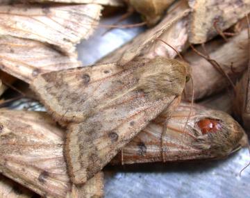 Triangular-shaped light- brown moth sitting on a pile of deceased moths of the same species. The forwings have numerous brown lines and four distinct dark-brown spots, getting darker in the hind edge of the forewing. 