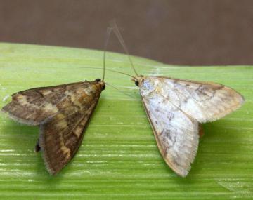 Two triangular-shaped moths on an unhusked ear of corn. The moth on the left is primarily brown and has a brown stripe along the leading edge of the forewings and yellow patterning in the middle of the forewing. The moth on the right is larger and lighter in color with serrated lines along the wings.