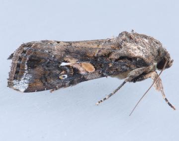 Brown and dark brown moth with wings closed and legs outstretched as viewed from the side on a light grey background. The forewings have a tan spot about halfway down the length of the wing and a dark brown stripe running along the outer edge of the wing.