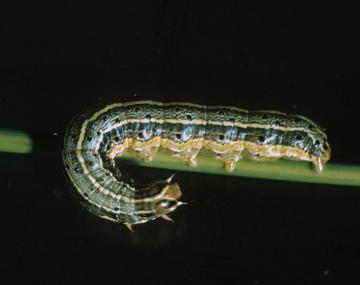 A fall armyworm larva with a prominent inverted "Y"-shaped marking on its head, and four dark spots arranged in a square near the end of its abdomen.