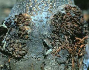 A close-up view of a tree trunk with dark, irregularly shaped burrknots on the above-ground portion of the rootstock. There are two visible  burrknots that appear like small, bumpy masses, varying in size and texture, creating a rough, uneven surface. The protrusions are darker than the surrounding bark and stand out against the smooth, lighter-colored trunk.