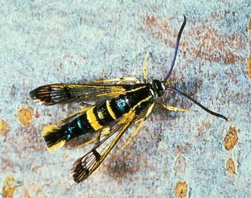 A close-up of a female dogwood borer, showing its slender body and distinctive yellow coloring on the entire 4th abdominal segment. The rest of the body is dark, with a black thorax and abdomen. The borer has accents of yellow throughout, long straight antenna, and transparent wings. The wings are black along the edges and the tips.