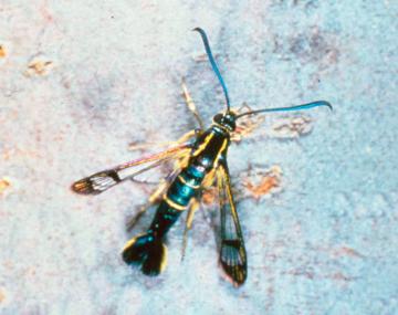 A close-up of a female dogwood borer, showing its slender body and distinctive narrow yellow band on the 4th abdominal segment. The rest of the body is dark, with a black thorax and abdomen. The borer has accents of yellow throughout, long straight antenna, and transparent wings. The wings are black along the edges and the tips.
