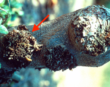 There are three visible  burrknots that appear like small, bumpy masses, varying in size and texture, creating a rough, uneven surface. The protrusions are darker than the surrounding bark and stand out against the smooth, lighter-colored trunk. There is a small light brown protrusion that appears to be pushed up and outwards from the burrknot. This is dogwood borer frass that has risen to the surface.