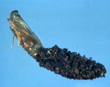 The dogwood borer pupa is a very light brown, translucent, and elongated specimen. The top half of its body is exposed and the second half is covered in dark brown frass that looks like dirt.