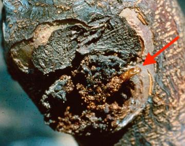 A burrknot is seen on a tree’s trunk. It appears bumpy, patchy, and rough. There is an empty pupal case attached in the middle of the burrknot. The case is an elongated shape and a translucent amber color. The adult has emerged from the case, thus leaving it empty and hollow.