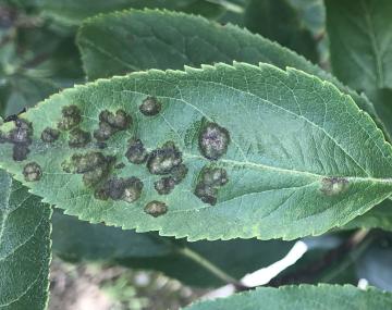 an apple leaf with darkened, raised apple scab lesions.