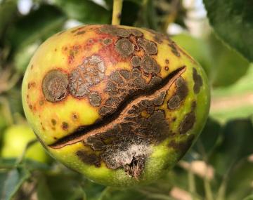 An apple with advanced apple scab infection, with irregular circular brown and black lesions on the surface and deep cracking into the fruit.