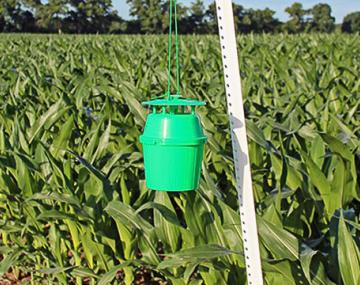 Green bucket trap hanging from metal post in front of corn field in the whorl stage.