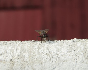 A black house fly sitting on a concrete ledge, facing the camera