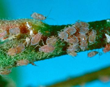 The image shows a cluster of rosy apple aphid nymphs together on a branch. The nymphs are a rosy brown color with a slight white powdery covering.