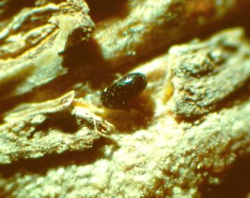 The image shows a rosy apple aphid egg. The egg is oval shaped and a shiny black.