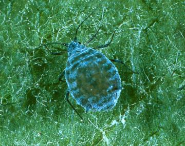 The image shows a close up of a rosy apple aphid adult female. The female is wingless with a very large circular abdomen. The aphid in the image is blueish-grey in color and has a powdery white covering on its body. The legs and antennae are short, and the head small, relative to the body.