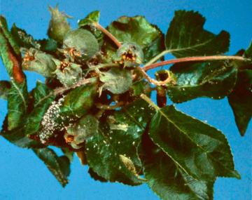 The image shows leaves of a portion of an apple tree. Aphids can be noticed on the left side of the image. The image shows the effects of aphid feeding on the leaves, with some curled up and others which have turned from green to a crimson red.