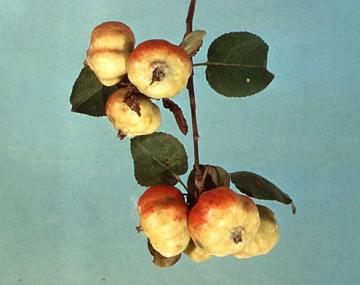 The image shows malformation of apple fruits. The apples shown have taken on a pumpkin-like ribbed form due to rosy apple aphids feeding on the leaves of the fruit cluster.