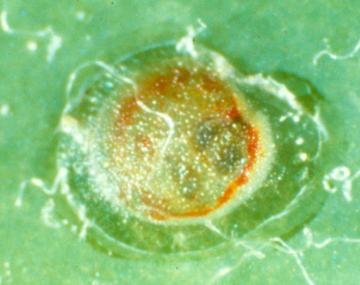 An egg as seen on the surface of a leaf.  The egg appears round and flat with a translucent yellow coloration. There is an orangish red ring that surrounds the edge of the egg. A clear membrane  appears to cover the egg.